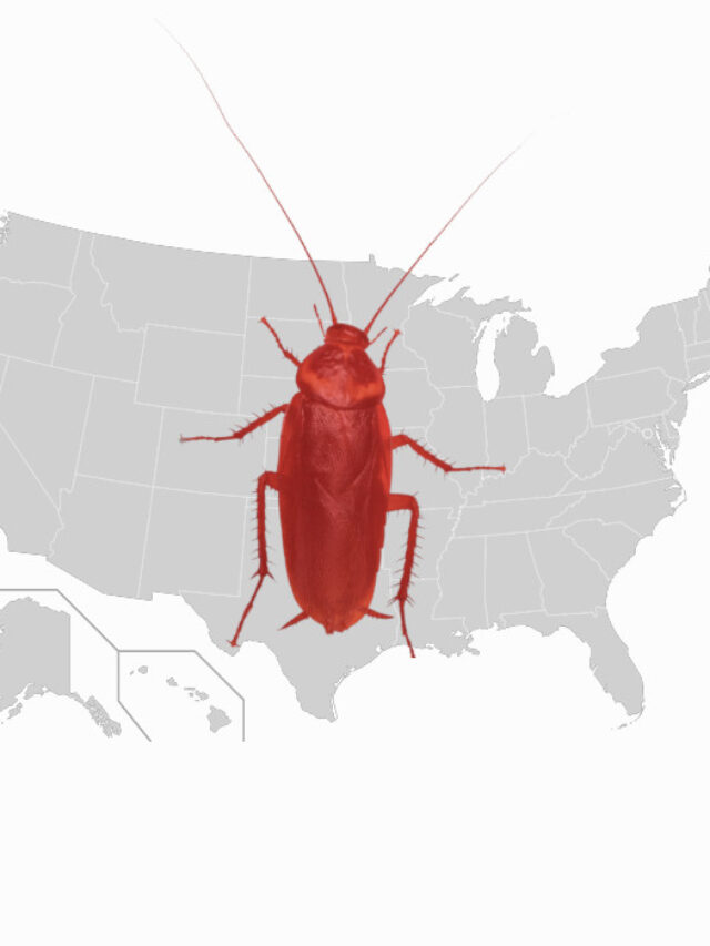 cockroach infected cities us