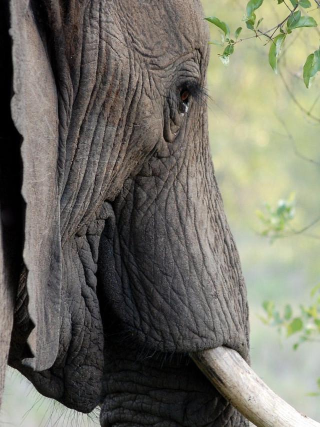 Little known facts about elephants