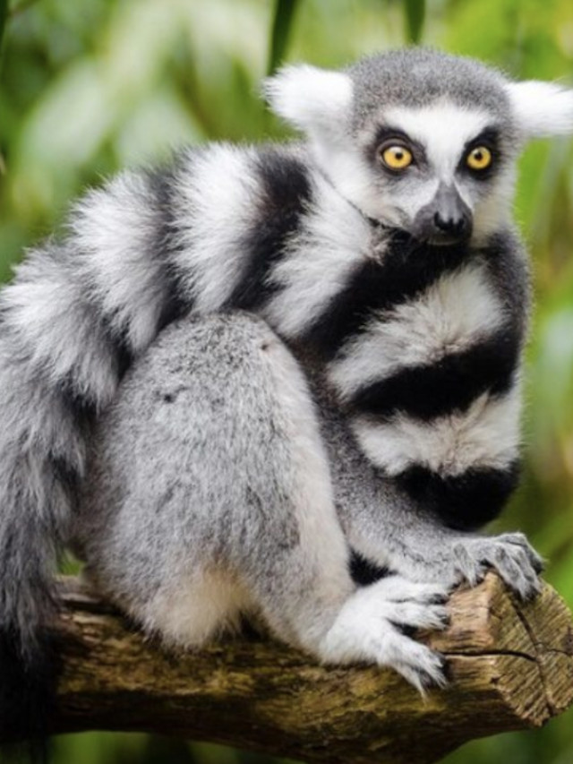 Lemurs