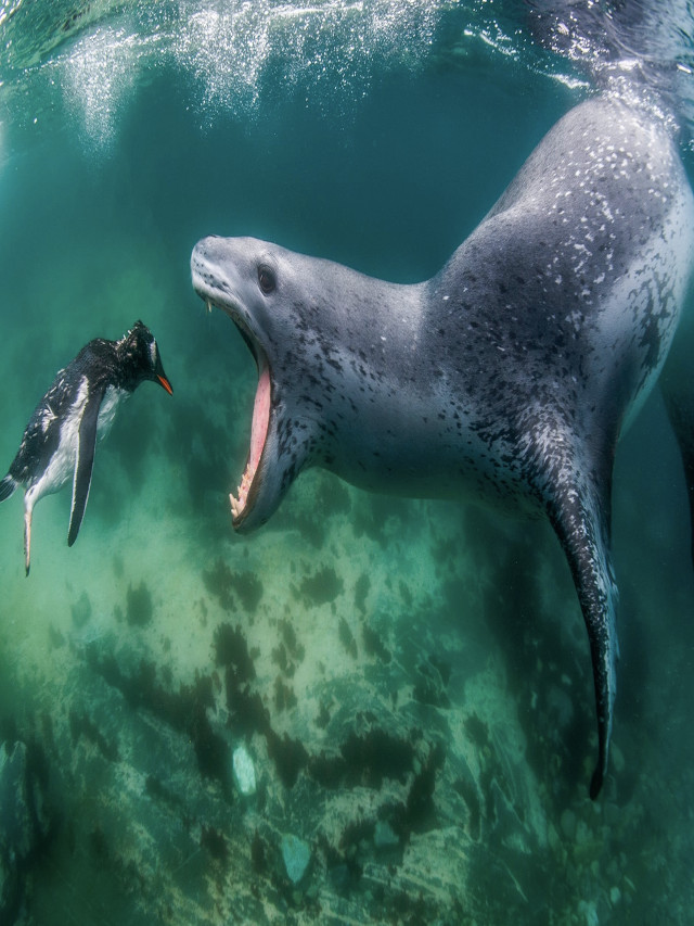 leopard seals, can kill you