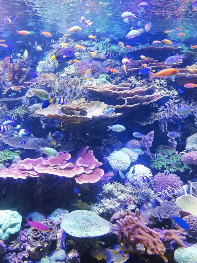 10 Most Stunning Coral Reefs in the World