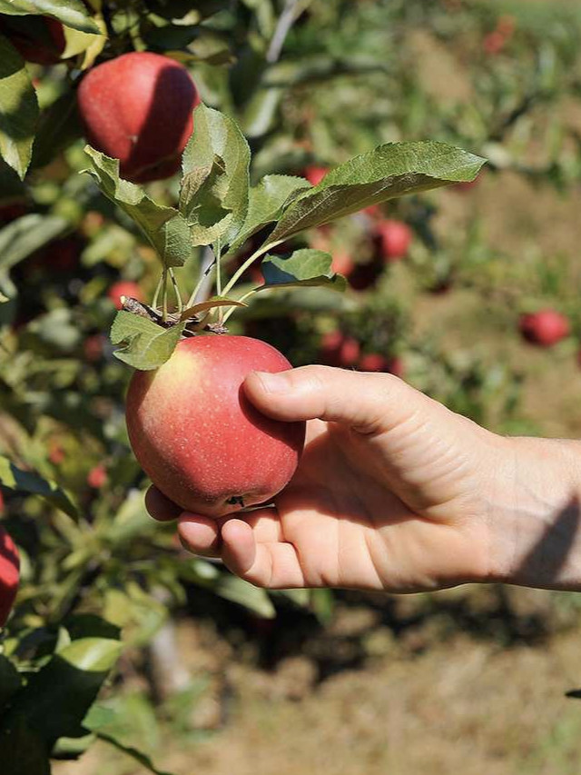 apple picking farms