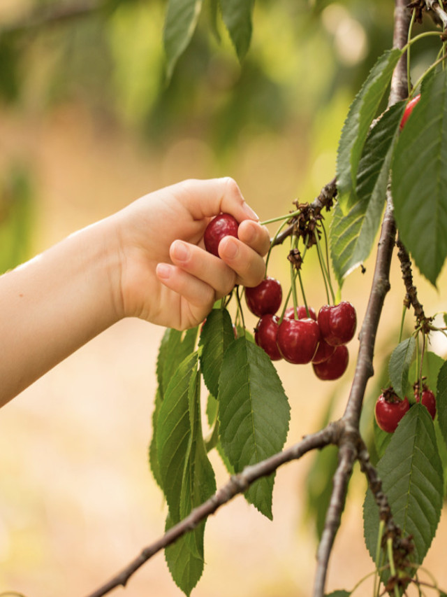 cherries picking