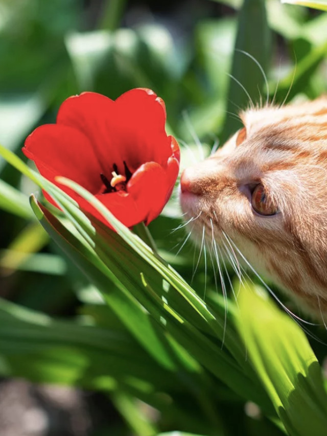 dangerous flowers for cats