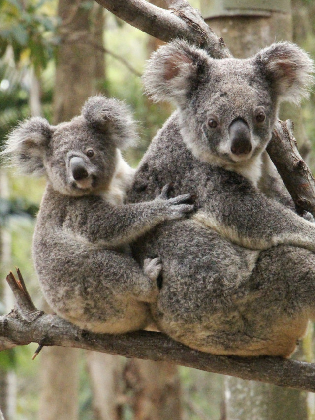 koalas in us