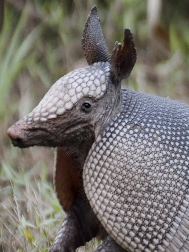 Nine-banded armadillos