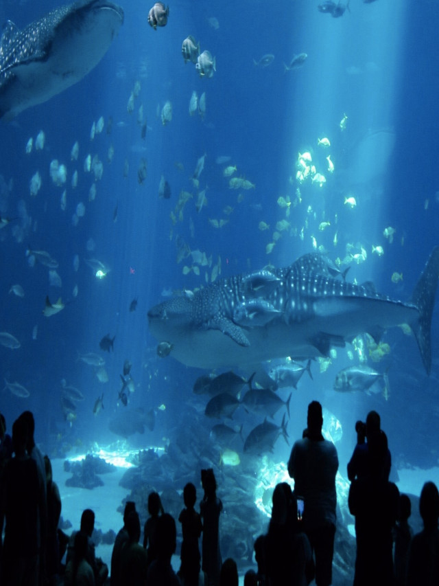 Best aquariums in US